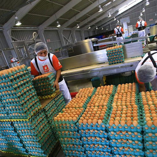 EMPRESAS DE AVICOLAS SOLICITAN EMPACADORES DE HUEVO POSTULA|