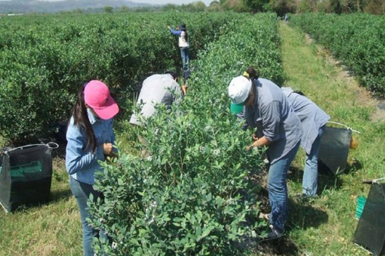 OPORTUNIDADES DE TRABAJO PARA COSECHADORES POSTULA|